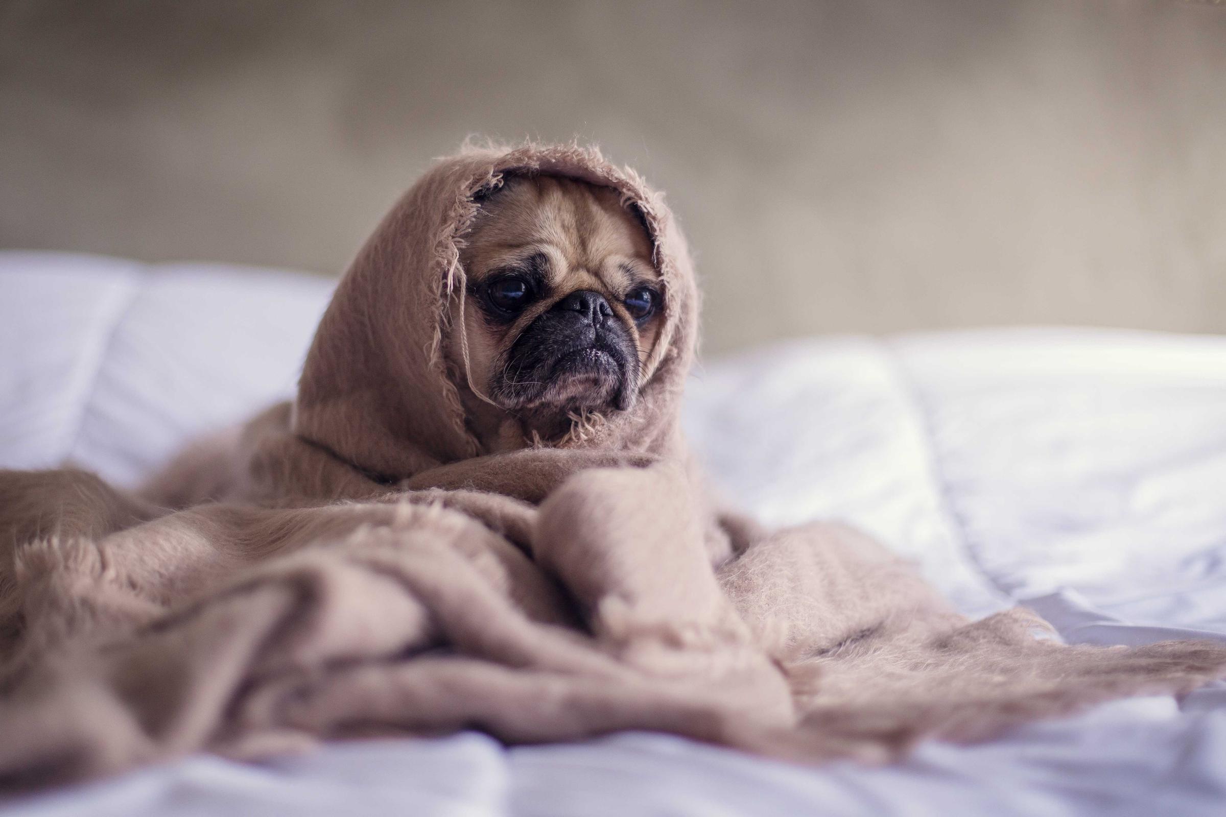 Cățel mops înfășurat într-o pătură bej, pe un pat alb